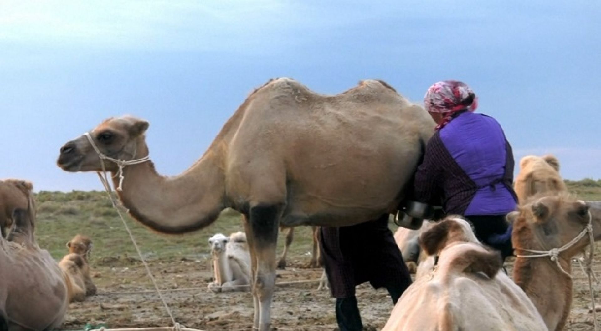 चीनमा ‘सेतो सुन’ क्रान्तिः ऊँटको दूधले बदल्यो गोठालाहरूको जीवन, वार्षिक करोडौँ आम्दानी ! 